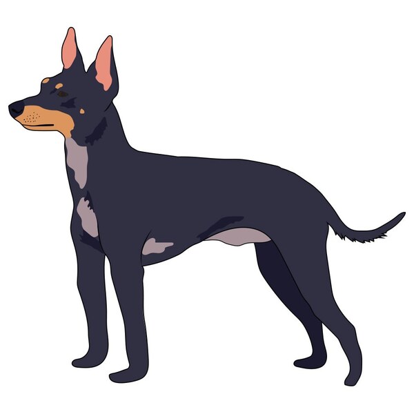 Signmission English Toy Terrier Dog Decal, Dog Lover Decor Vinyl Sticker D-12-English Toy Terrier - main